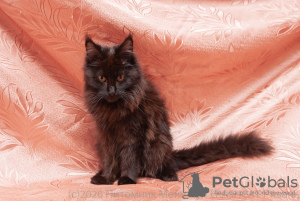 Photo №2 to announcement № 7067 for the sale of maine coon - buy in Russian Federation from nursery, breeder