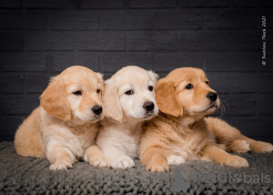 Photo №1. golden retriever - for sale in the city of Kiev | 1000$ | Announcement № 13118