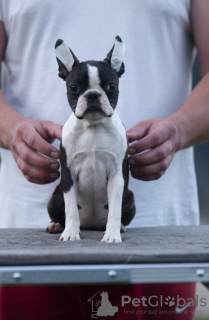 Additional photos: Boston Terrier Beautiful puppies for sale