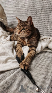 Photo №4. I will sell  in the city of Москва. private announcement - price - Is free