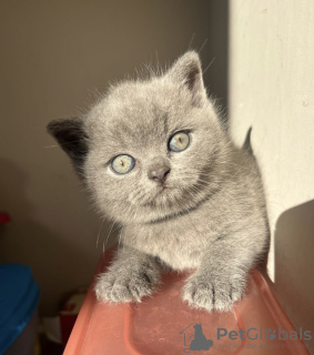 Additional photos: British shorthair