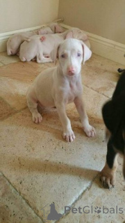 Photo №1. dobermann - for sale in the city of Baysogala | negotiated | Announcement № 159855