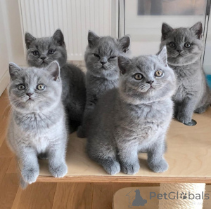 Photo №1. british shorthair - for sale in the city of Filppula | 413$ | Announcement № 171558