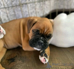 Photo №2 to announcement № 137156 for the sale of boxer - buy in Germany 