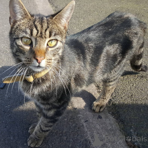 Photo №1. domestic cat - for sale in the city of Dramscell | negotiated | Announcement № 155916