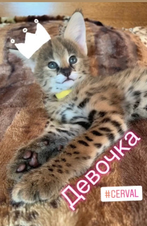 Photo №4. I will sell serval in the city of Chervonokazatskoe. from nursery, breeder - price - Negotiated