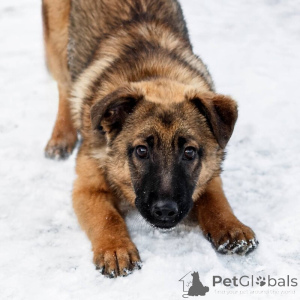 Photo №2 to announcement № 135099 for the sale of non-pedigree dogs - buy in Russian Federation 