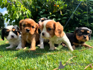 Photo №1. cavalier king charles spaniel - for sale in the city of Hamburg | negotiated | Announcement № 164351