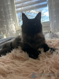 Photo №4. I will sell maine coon in the city of Малага. private announcement - price - 420$