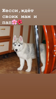Additional photos: Selling beautiful puppies Siberian Husky