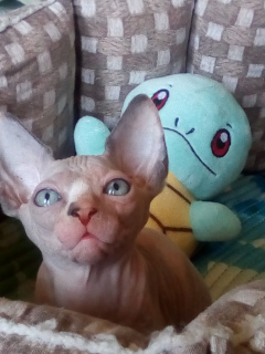 Photo №1. sphynx-katze - for sale in the city of Березовский | negotiated | Announcement № 6892