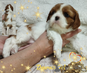 Photo №4. I will sell cavalier king charles spaniel in the city of Minsk. breeder - price - negotiated