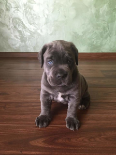 Photo №2 to announcement № 6514 for the sale of cane corso - buy in Ukraine private announcement