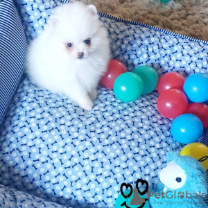 Photo №4. I will sell pomeranian in the city of Штутгарт. private announcement - price - 350$