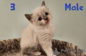 Photo №3. Purebred Ragdoll kittens for goods homes.. Austria