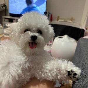 Photo №1. bichon frise - for sale in the city of Dendermond | negotiated | Announcement № 170405