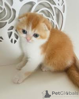 Photo №4. I will sell scottish fold in the city of Antwerp. private announcement, breeder - price - 516$