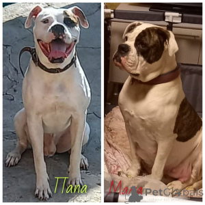 Photo №1. american bulldog - for sale in the city of Rostov-on-Don | 1000$ | Announcement № 145428