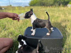 Additional photos: Miniature Bull Terrier FCI