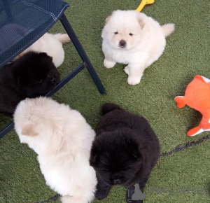Photo №1. chow chow - for sale in the city of Częstochowa | negotiated | Announcement № 162442