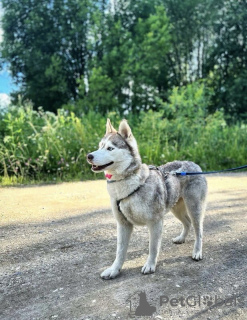 Photo №3. Bree is looking for a home. Russian Federation