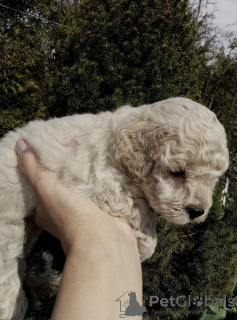 Photo №4. I will sell poodle (royal) in the city of Warsaw. private announcement, breeder - price - negotiated