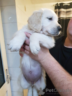 Photo №3. Home trained Golden Retriever Puppies available now. Russian Federation