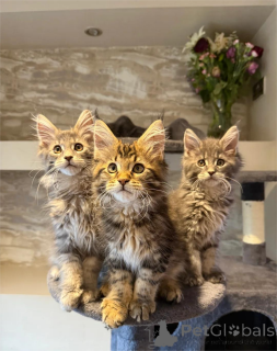 Photo №1. maine coon - for sale in the city of Giesen | 361$ | Announcement № 154971