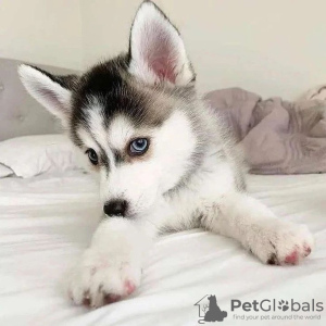 Photo №1. siberian husky - for sale in the city of Roosendaal | 423$ | Announcement № 79983