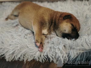 Photo №2 to announcement № 133602 for the sale of shiba inu - buy in Slovakia private announcement, from nursery