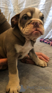 Photo №1. english bulldog - for sale in the city of Bremen | 407$ | Announcement № 107201