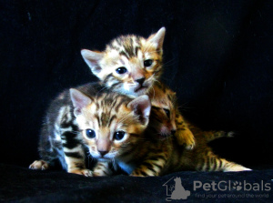 Additional photos: Bengal kittens Bengal, Abyssinian cattery sunnybunny.by