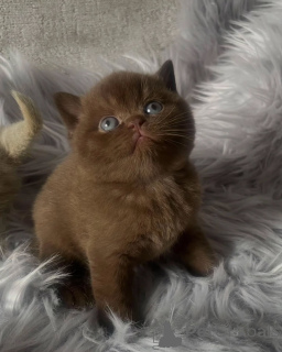 Photo №1. british shorthair - for sale in the city of Dikirh | negotiated | Announcement № 156692