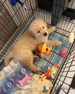Photo №3. Curly coated Retriever puppies for adoption. United States
