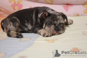 Photo №3. French bulldog girls 1,5 months. Ukraine