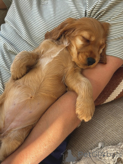 Photo №4. I will sell english cocker spaniel in the city of Zossen. private announcement - price - negotiated