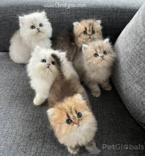 Photo №1. persian cat - for sale in the city of Vienna | 516$ | Announcement № 163485