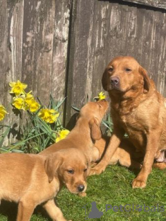 Photo №2 to announcement № 96590 for the sale of labradoodle - buy in United States private announcement