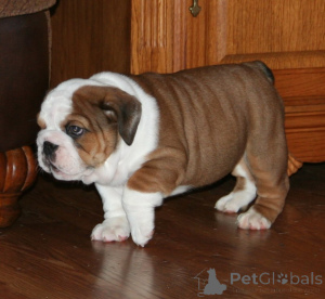 Photo №4. I will sell english bulldog in the city of Husden-Solder. private announcement, breeder - price - 1032$