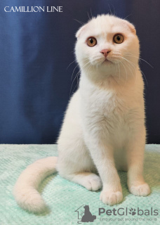 Photo №3. scottish fold kitten-boy fully white. Russian Federation