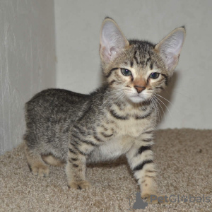 Photo №1. savannah cat - for sale in the city of Texas City | 150$ | Announcement № 97280