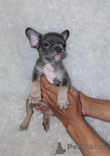 Additional photos: FRENCH BULLDOG PUPPIES FOR SALE MANILA ,09457024296 DOGS