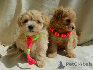 Photo №1. maltipu - for sale in the city of Kiev | 604$ | Announcement № 169849
