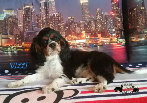 Photo №2 to announcement № 3203 for the sale of cavalier king charles spaniel - buy in Belarus from nursery