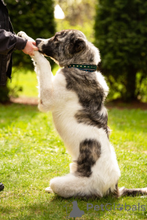 Additional photos: The Caucasian wolfhound is in good hands.