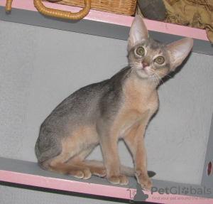 Photo №1. abyssinian cat - for sale in the city of Kobrin | 500$ | Announcement № 79139