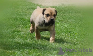 Photo №1. boerboel - for sale in the city of Belgrade | negotiated | Announcement № 110398
