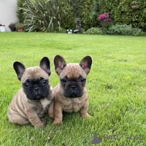 Photo №1. french bulldog - for sale in the city of Bonn | negotiated | Announcement № 99261