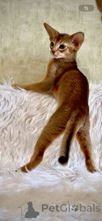 Photo №3. Abyssinian kittens. Belarus