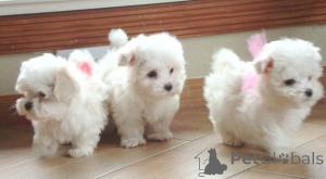 Photo №2 to announcement № 139602 for the sale of maltese dog - buy in Germany breeder